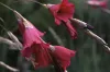 dierama-pulcherrimum-burgundy